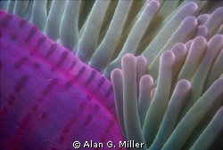 Anemone Side

Taken in the coral sea outside the Great ... by Alan G. Miller 